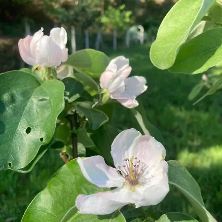 Casa Da Assudra Holiday home Vila Verde (Braga)