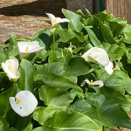 Casa Da Assudra Dom wakacyjny *