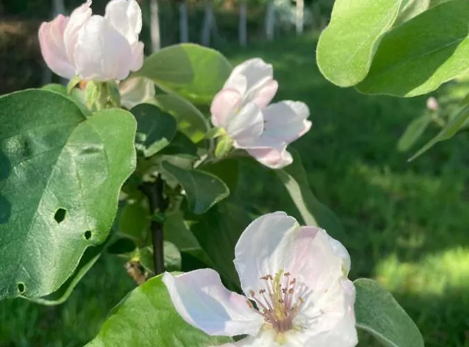 Casa Da Assudra Сasa de vacaciones Vila Verde (Braga)